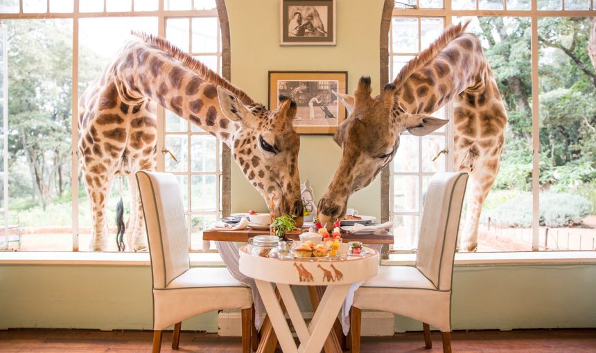 Take Breakfast at Giraffe Manor