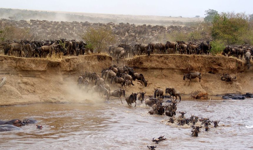 Watch the Great Migration in Maasai Mara